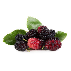 Boysenberry