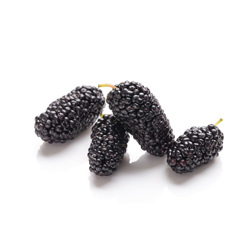 Mulberry
